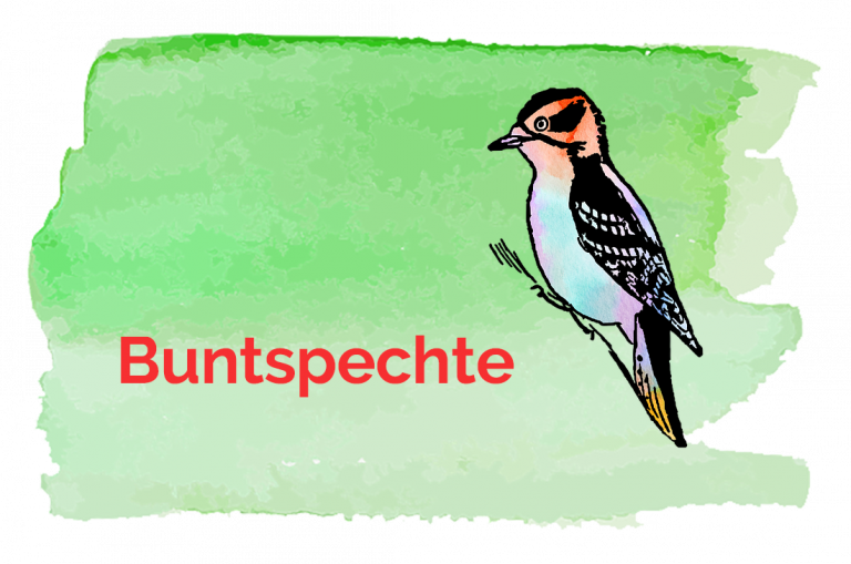 Logo Buntspechtgruppe