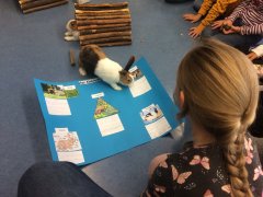 Kaninchen Referat 1 Kaninchen Referat 1