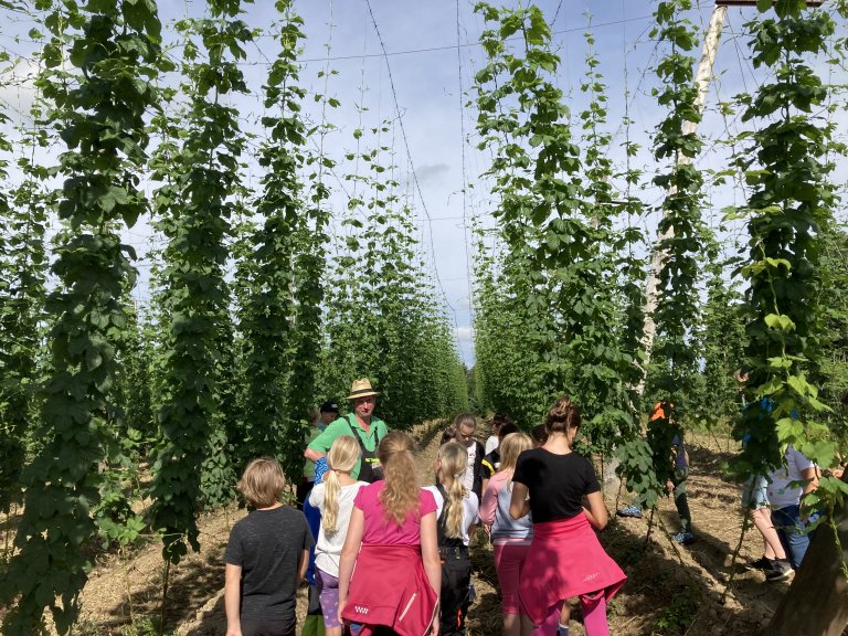 Hörlhof Hopfen