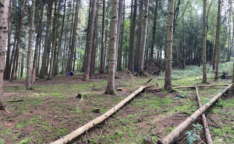 letzter Waldtag1